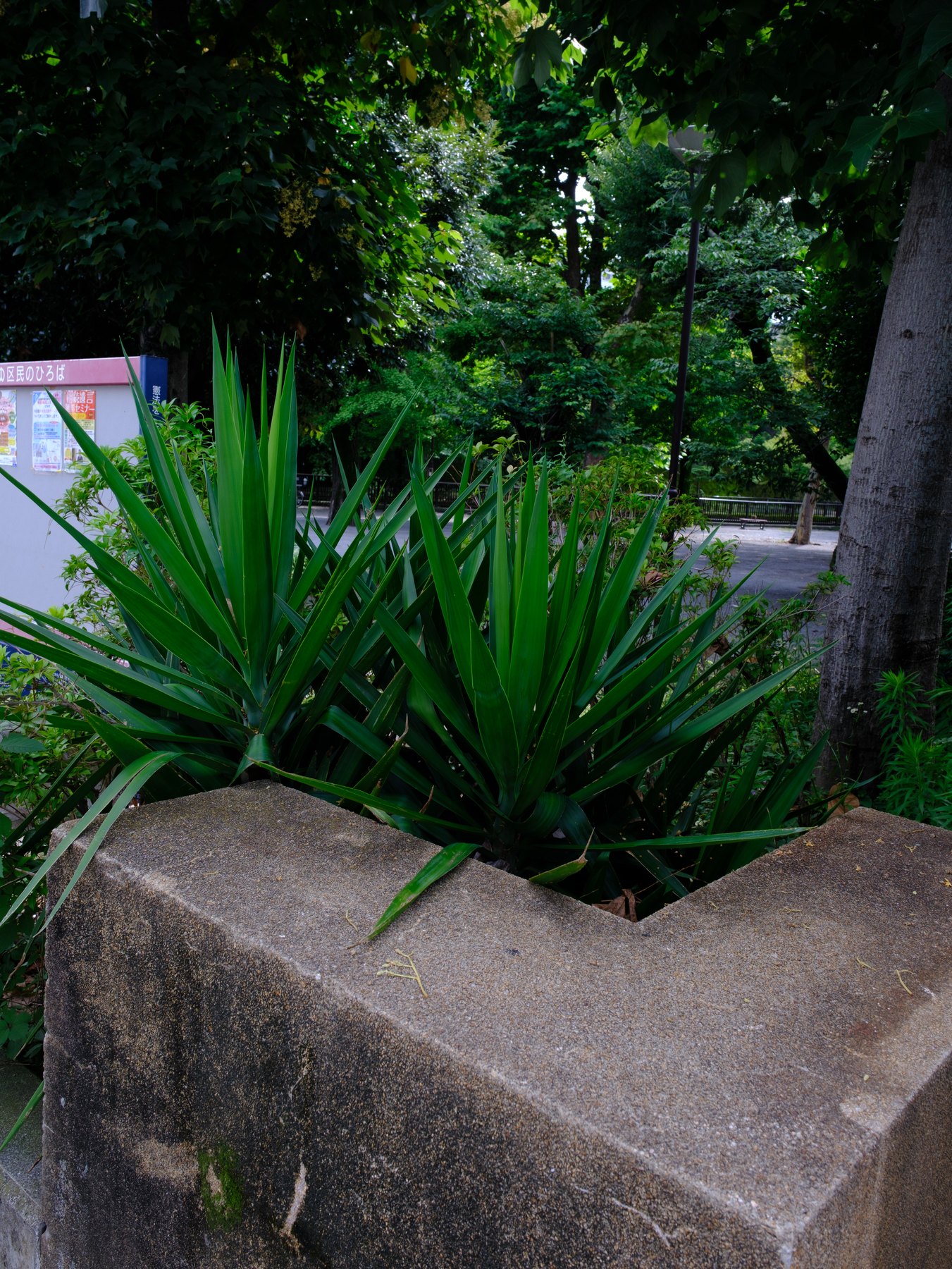 Green street plants photographed as a natural color test for a Lightroom preset