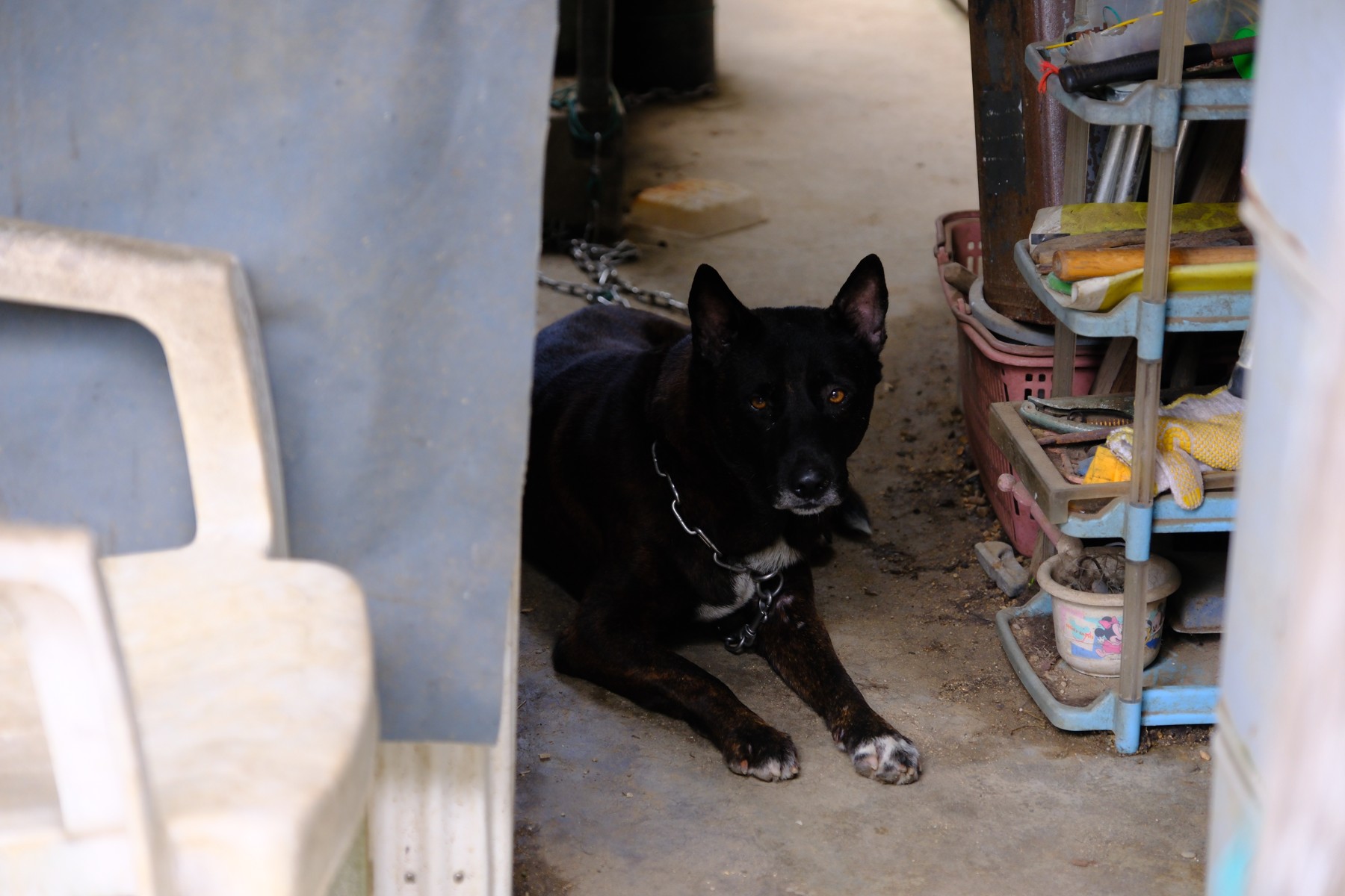A black dog resting behind a pale chair, photographed with a Fujifilm X-H2