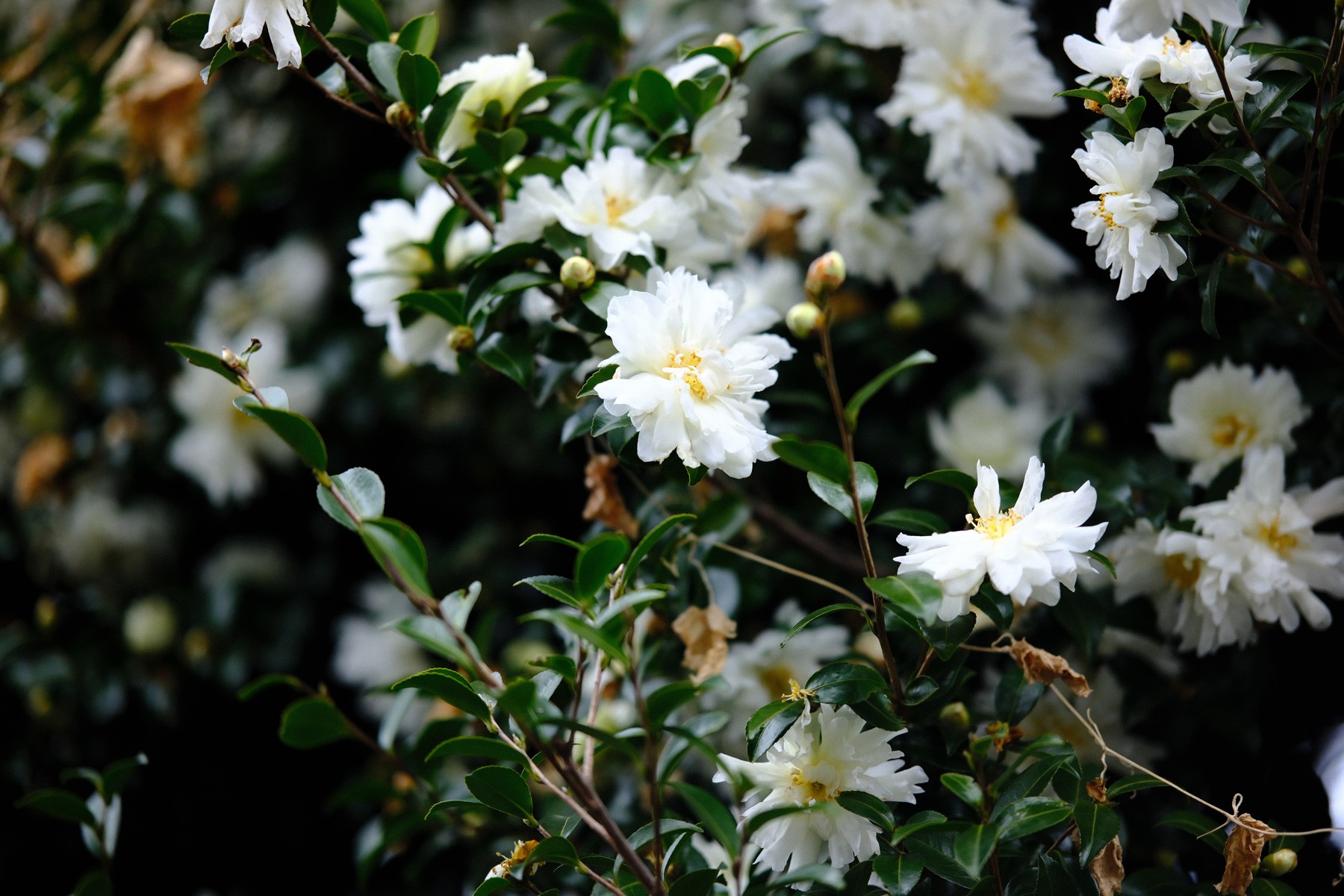 White flowers against dark foliage in an X-H2 camera JPEG