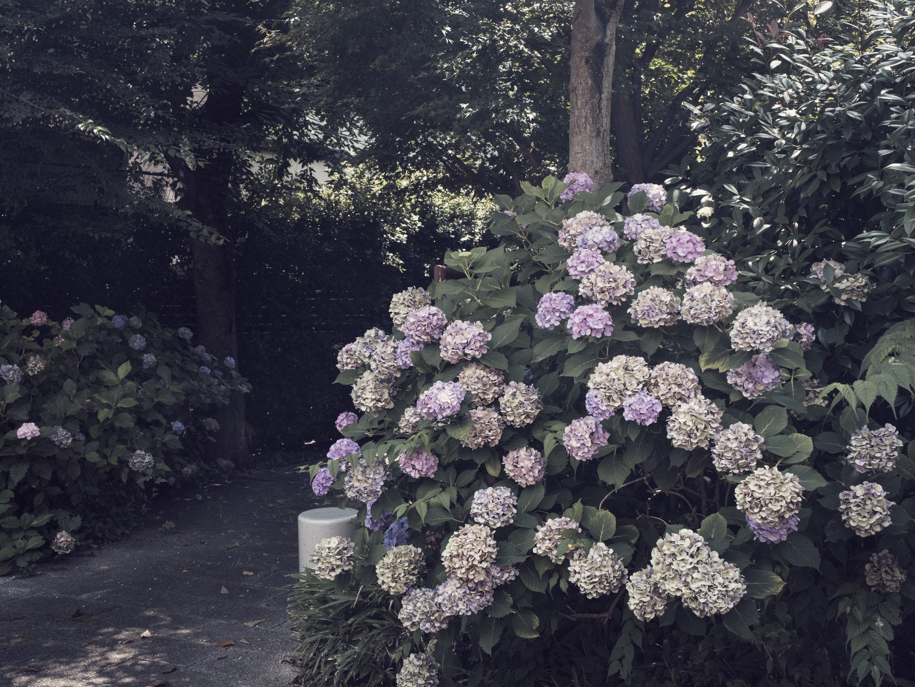 A Fujifilm X-H2 photograph of hydrangeas surrounded by deep layered green foliage