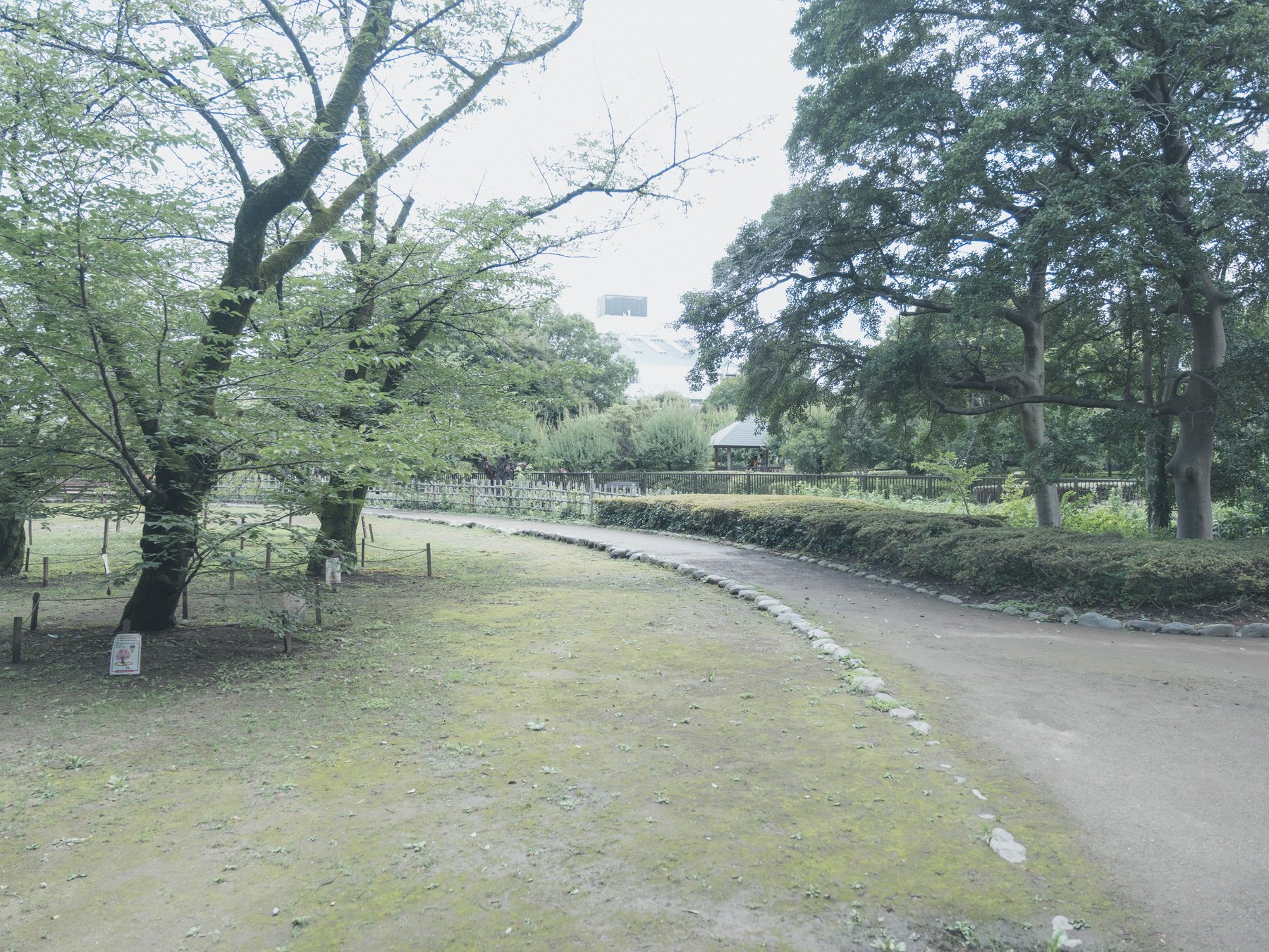 A bright Fujifilm X-H2 photograph of a Tokyo garden path with pale sky and layered green foliage