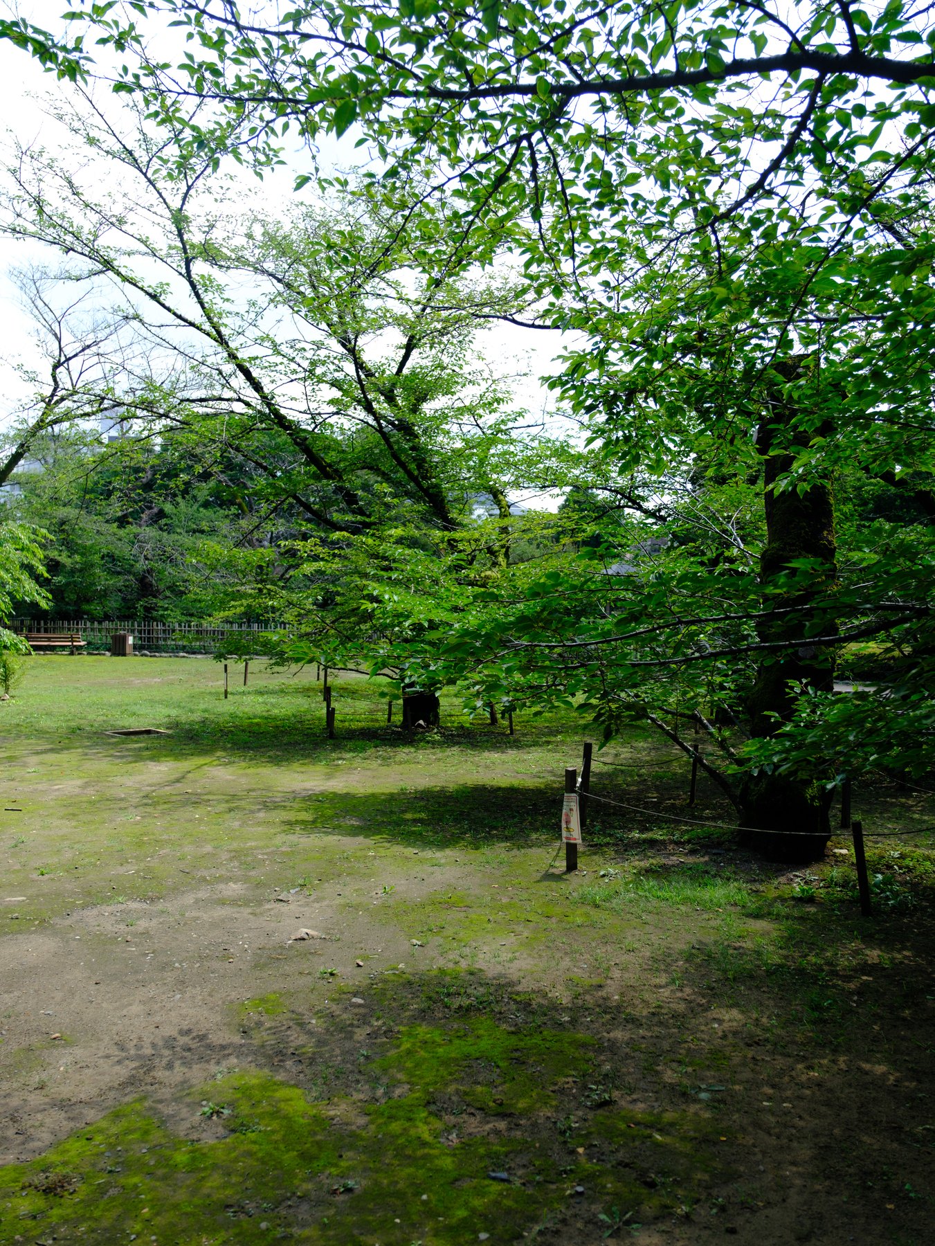 Everyday Soft applied to a green Tokyo park photograph