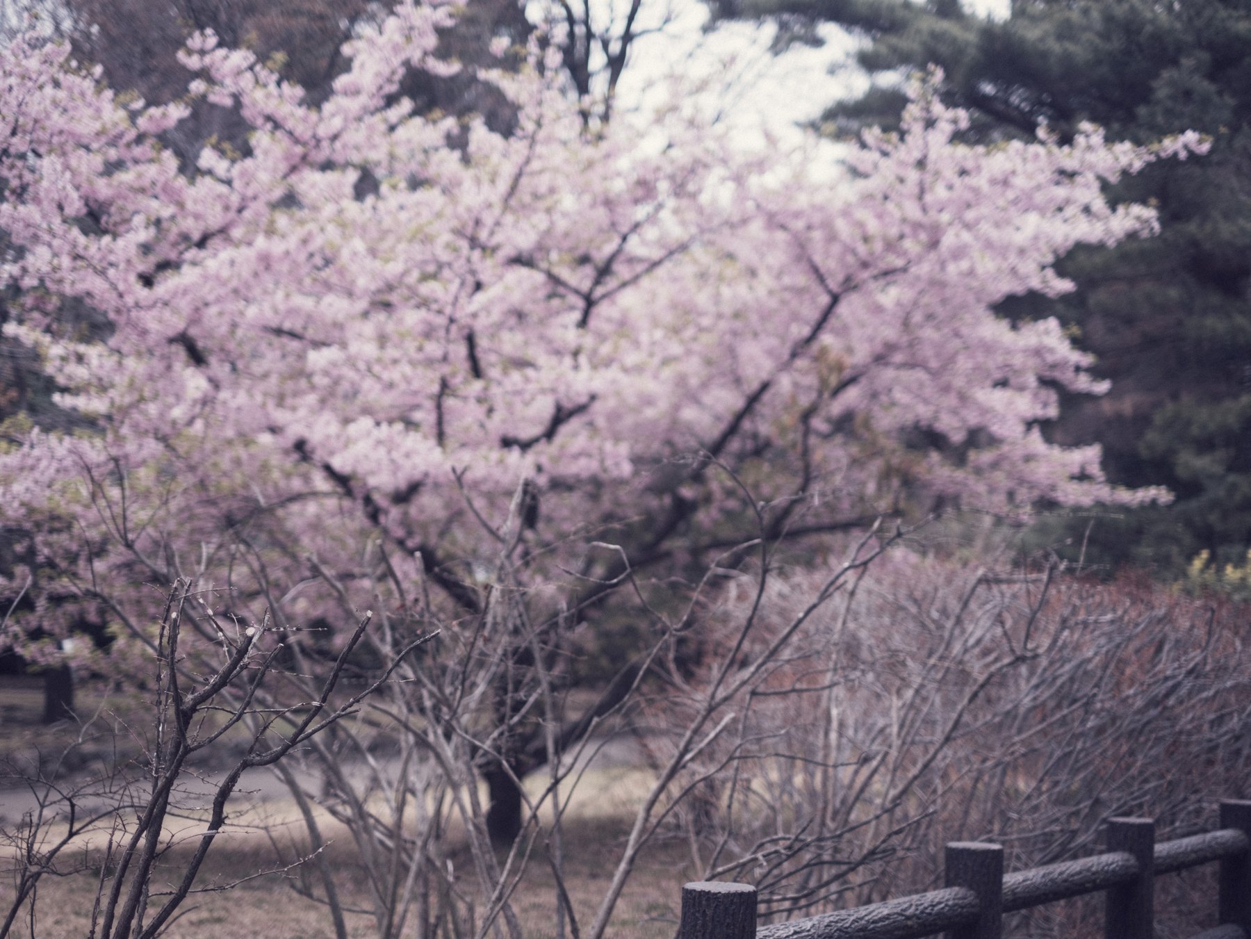 A Fujifilm X-H2 photograph of pale purple flowering trees behind dark branches