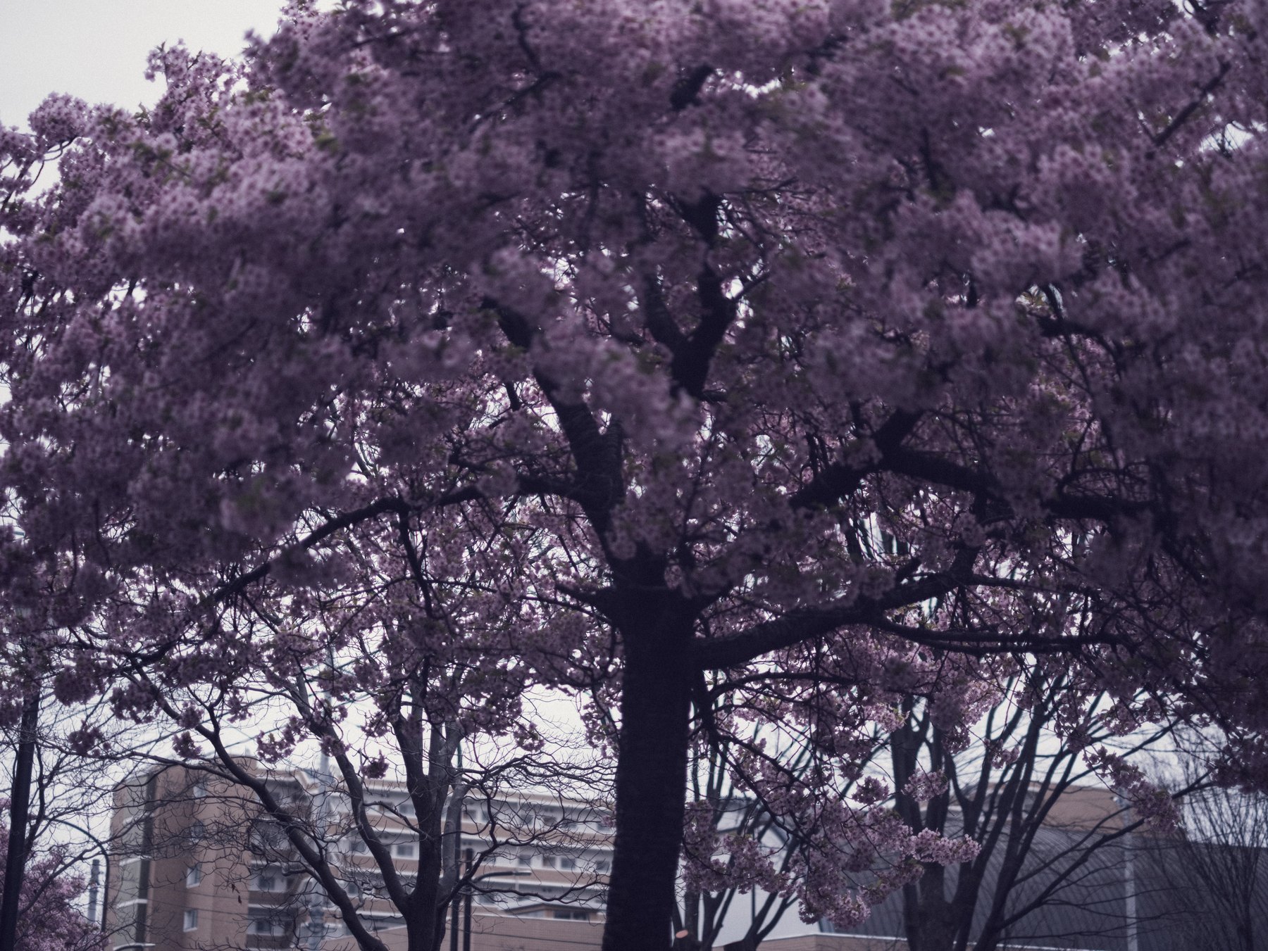 A Fujifilm X-H2 photograph of flowering trees with layered purple tones and dark branches