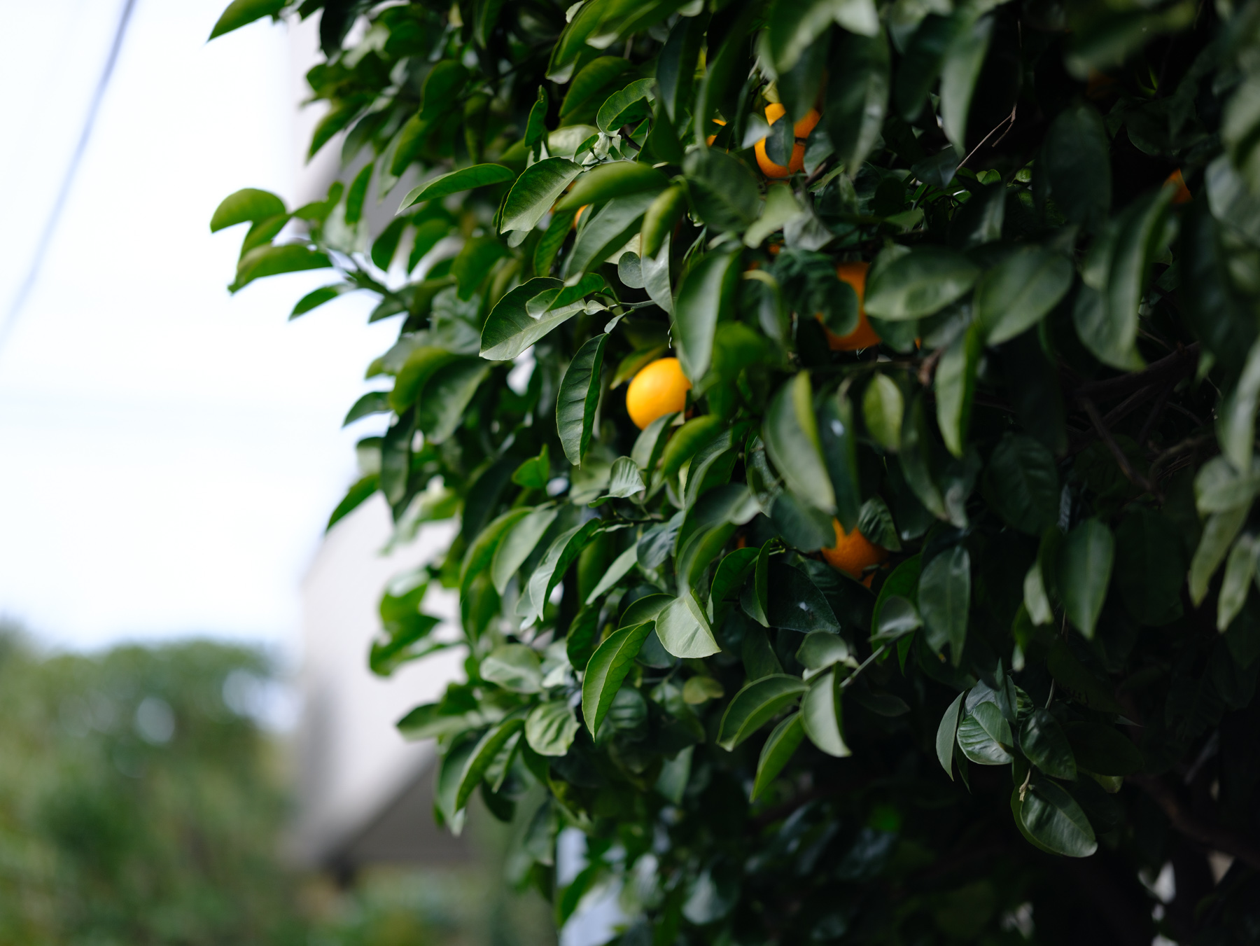 Citrus fruit among foreground leaves and branches, photographed with a Fujifilm X-H2