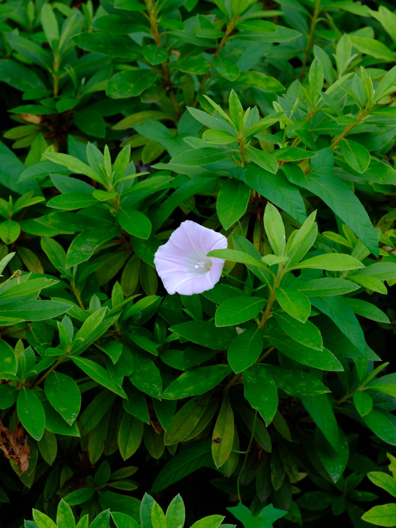 A pale flower photographed as part of a consistent Lightroom color series