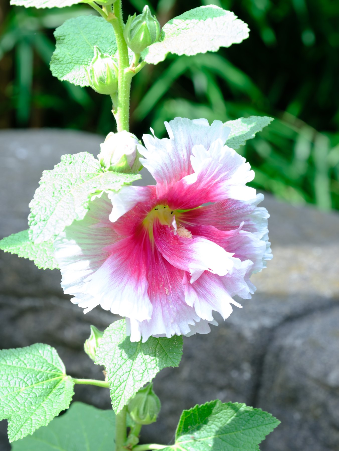 A white and pink flower used to compare related photo and video color treatments