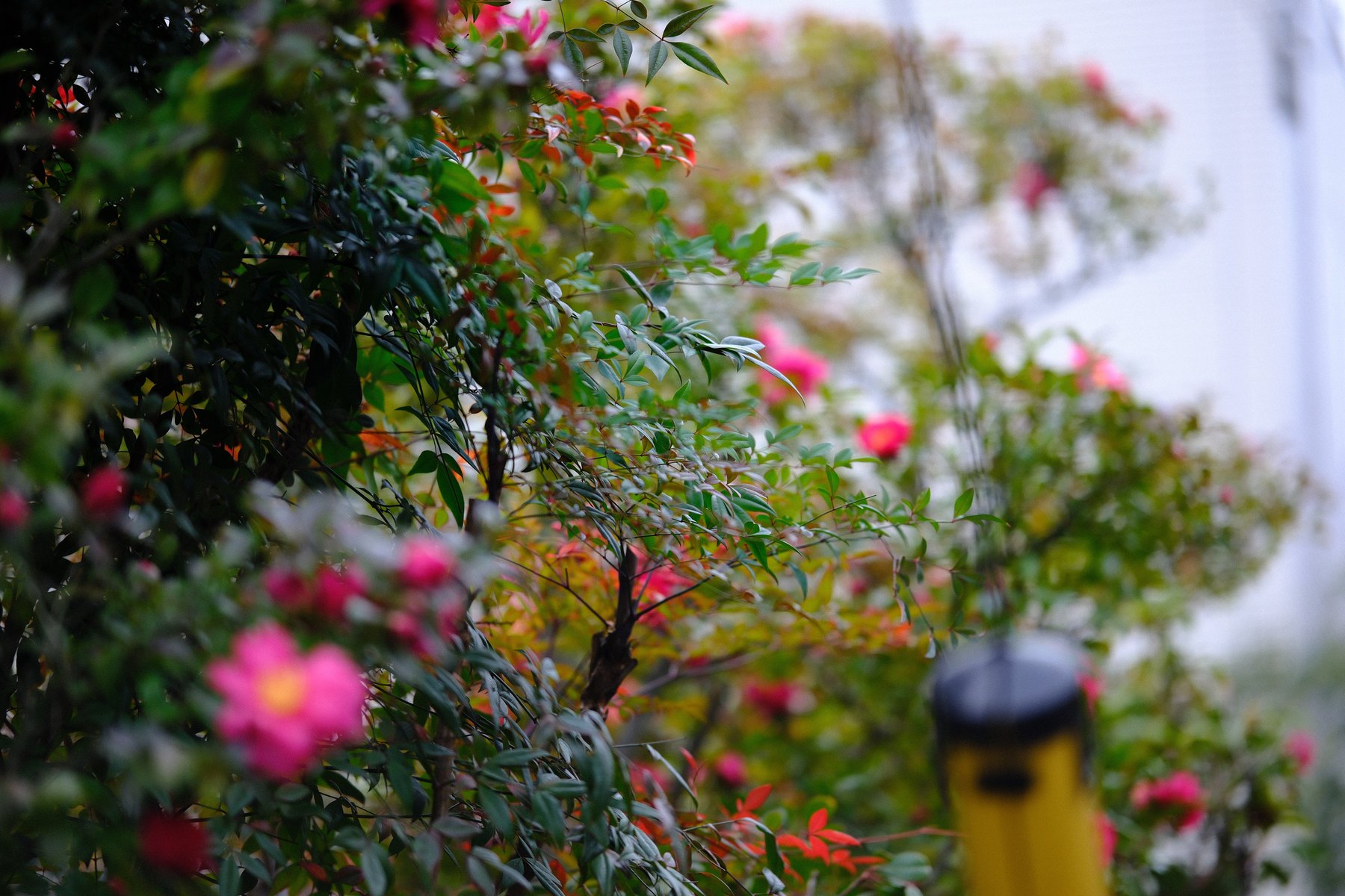 Seasonal flowers and everyday street details showing change in Tokyo
