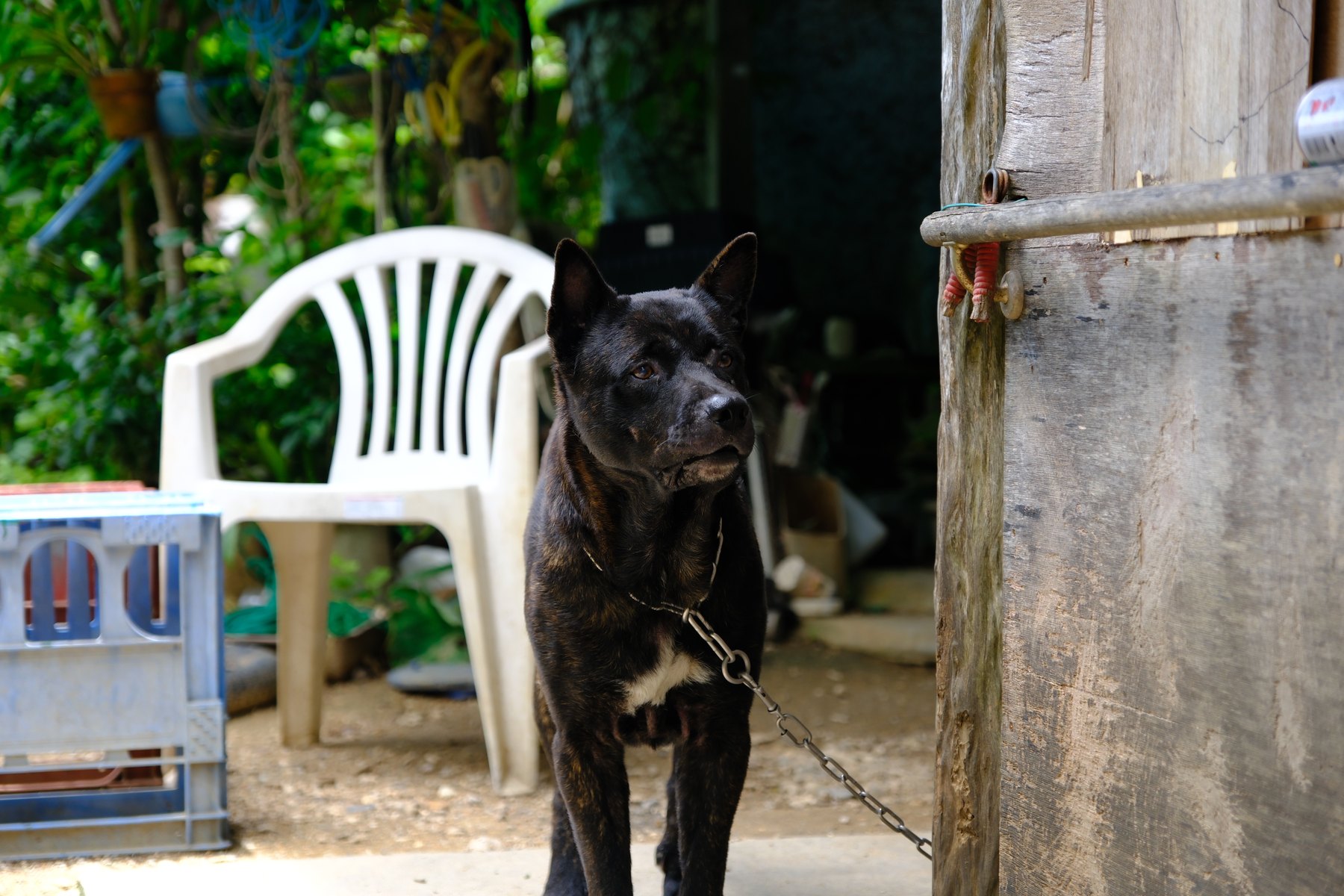 A dog and ordinary garden objects observed during a slow Tokyo photography walk