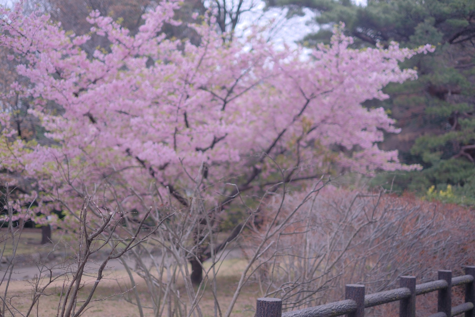 Cherry blossoms in Tokyo photographed as a brief seasonal change