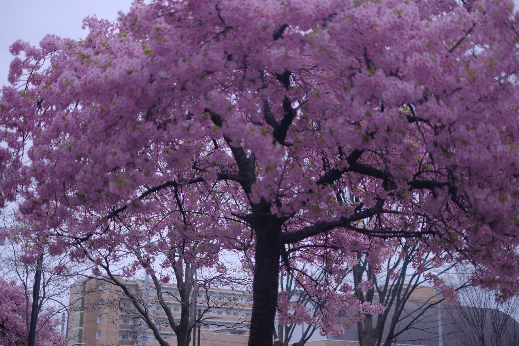 Dense pink cherry blossoms and dark branches beneath an overcast sky
