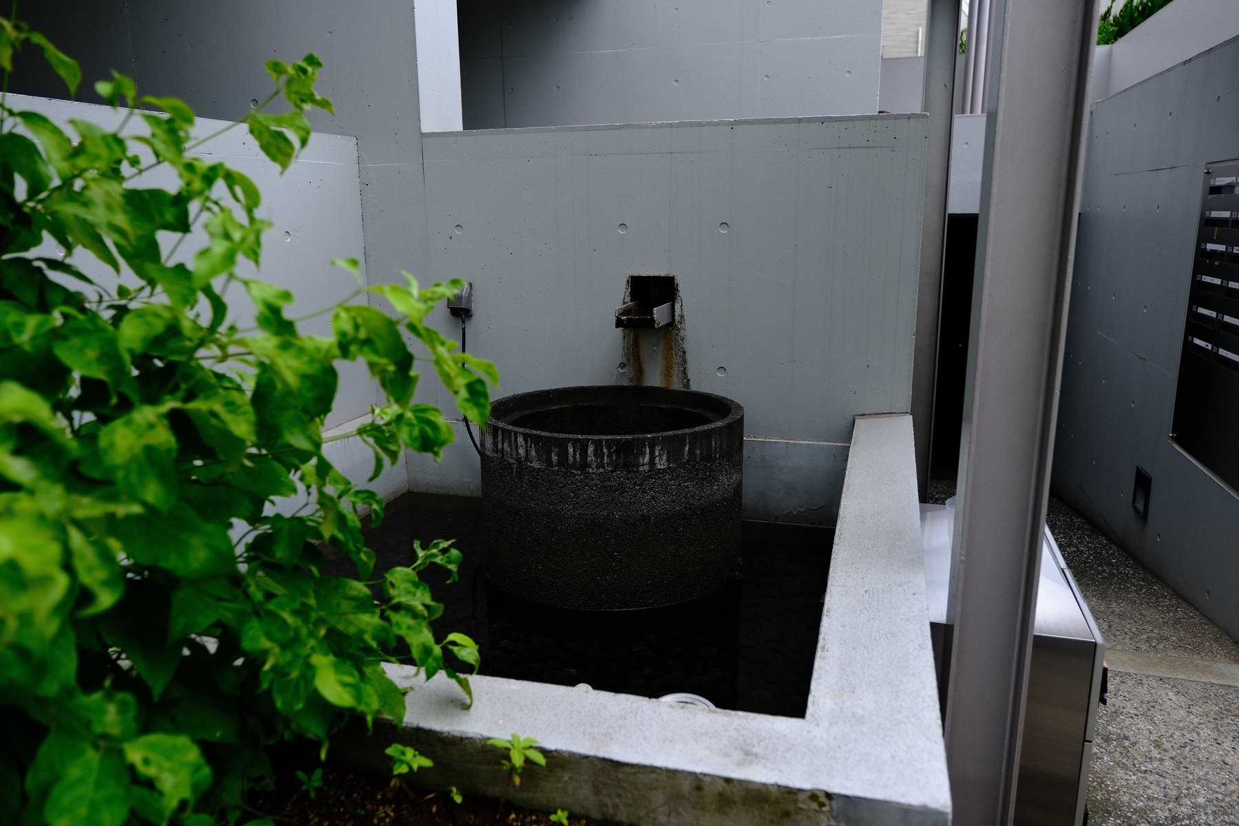 Gray concrete walls, a dark circular water feature, and vivid green leaves in a compact courtyard