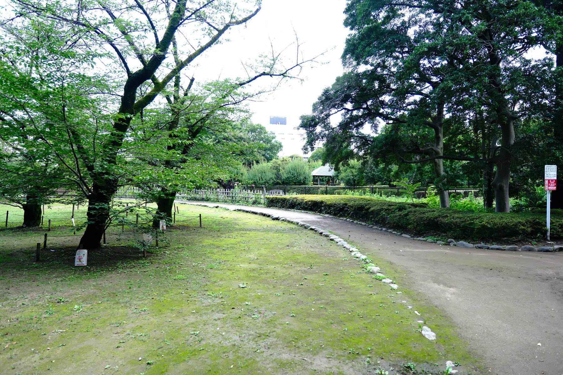 A quiet Tokyo park path photographed with simple, attentive framing