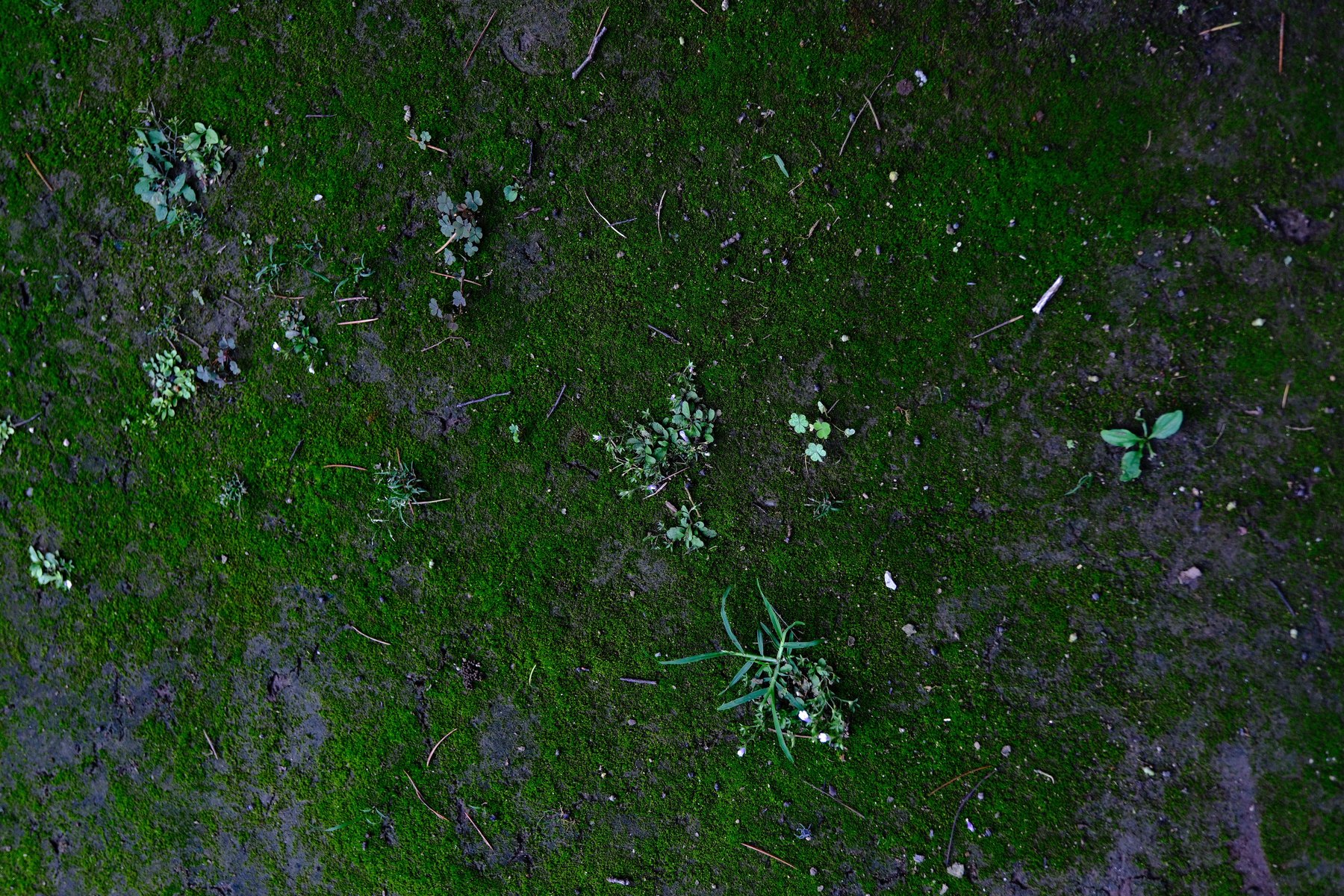 A weathered wall in Tokyo with moss, plants, and changing surface color