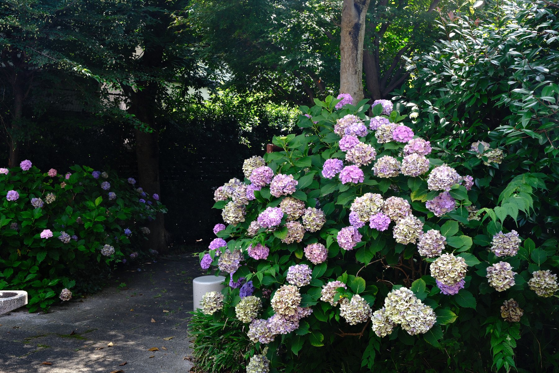 Purple and fading hydrangeas beside deep green foliage on a shaded path